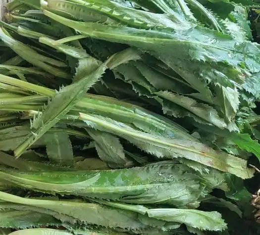 我们之前聊过刺芹,它和我们今天说到的越南香菜是不同的种类,虽然在