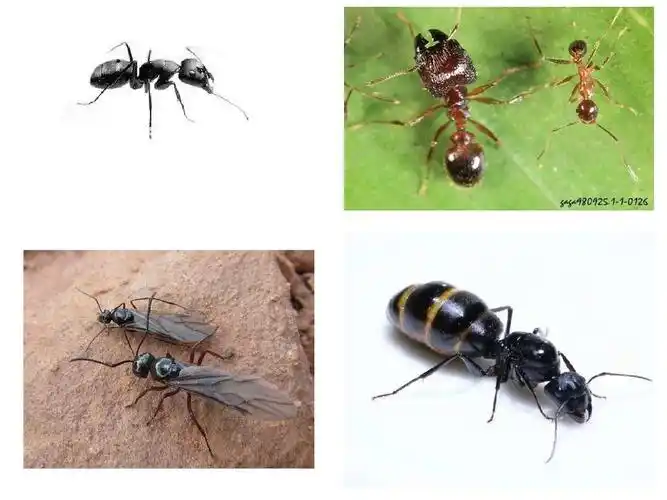 写美篇  蚁群中一般有四种成员,分别是雄蚁,蚁后,工蚁,兵蚁,它们分工