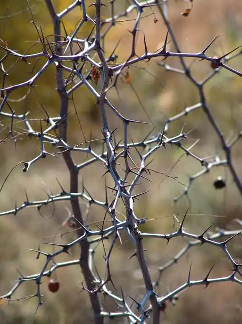 北方尖刺的灌木丛