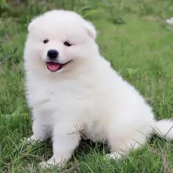 【30天质保】微笑天使萨摩耶幼犬活体纯种宠物狗萨摩耶犬幼犬活体雪橇