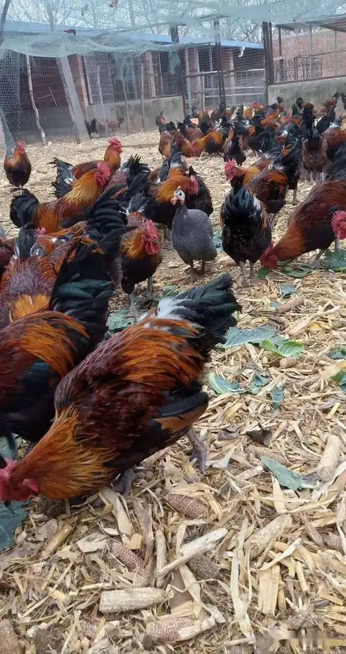 返乡创业夫妻档念活养殖致富经