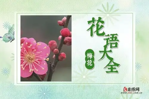 梅花的花语是什么梅花花语大全及传说故事