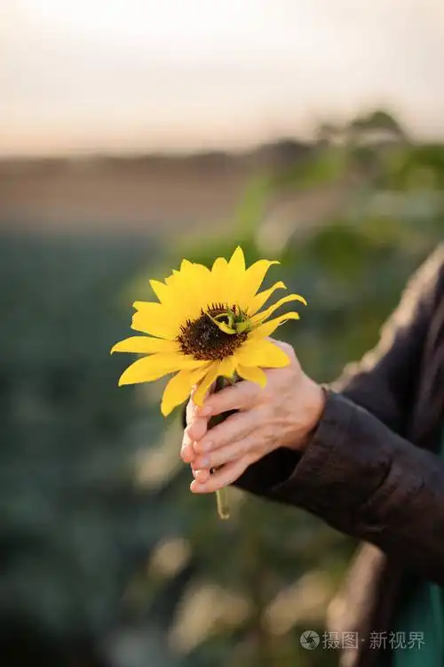 4在傍晚的阳光下美丽的女子双手捧着向日葵
