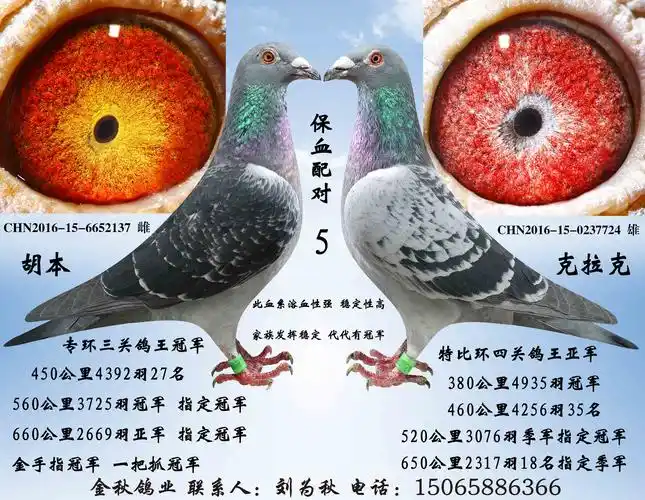 鸽 名: 保血配对 5                羽 色: 雨点