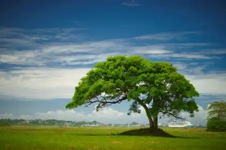 天空大树图片