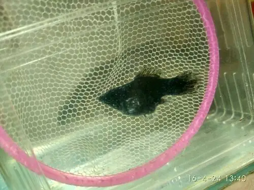 我的黑球玛丽金鱼身上怎么这么多小白点?以前没有!这是什么?是不是病?