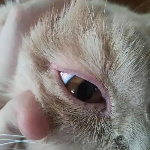 【讨论】猫咪眼睛红红的