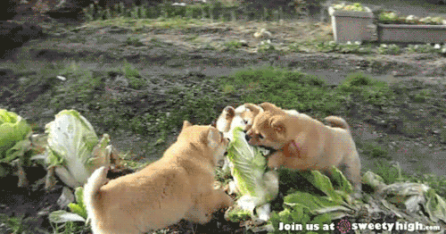 有弹性的双球才是好球午间福利动态图送到