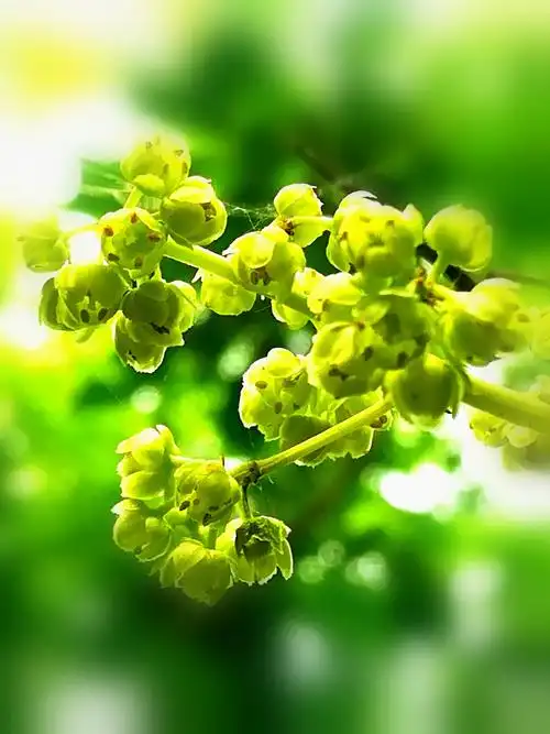 野鸦椿花_生态_poco摄影