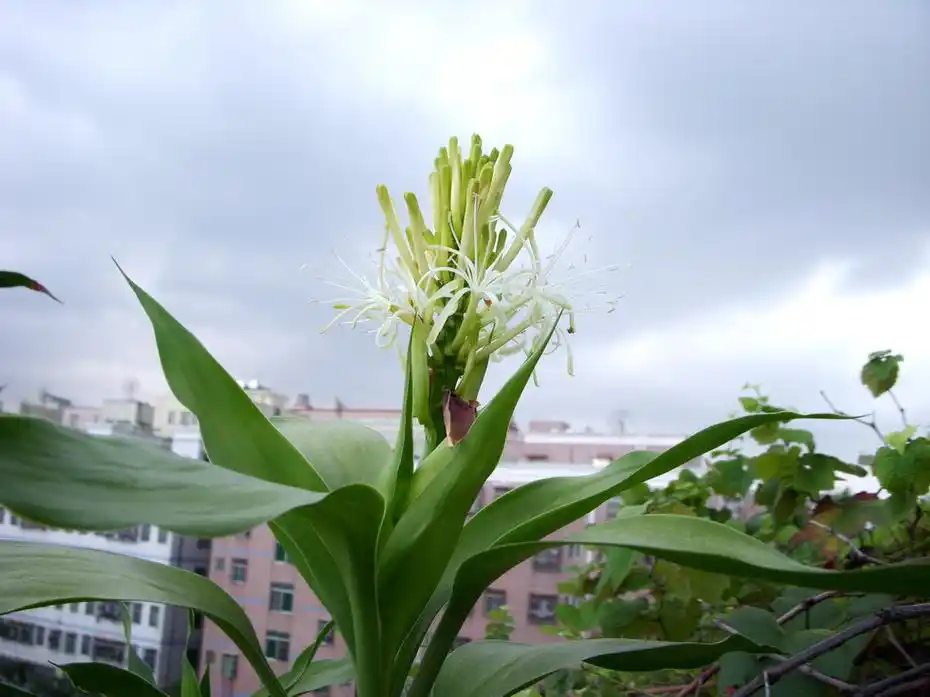 我家的富贵竹开花了盛开第一天美图,赶快来欣赏哦!