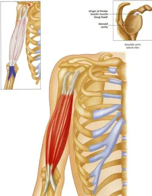 肩胛下肌肱二头肌