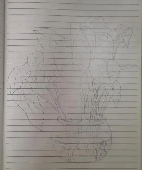 彩铅植物练习-龟背竹