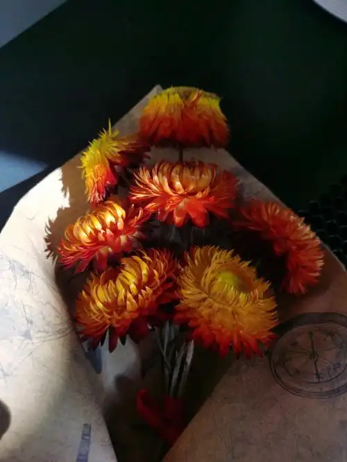 麦秆菊干花做好了