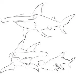 黑线锤头鲨鱼在白色背景.手绘矢量图形鱼.素描样式.动物例证照片