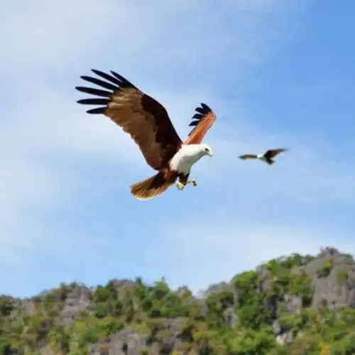 山水神鹰 翱翔九天 作者 梅山溪语【哇哈哈原创】