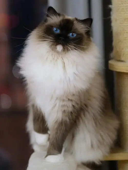 手套色布偶挑战全网最美最飒手套色布偶