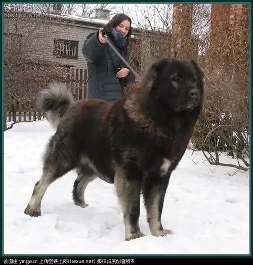 俄罗斯名犬—高加索犬