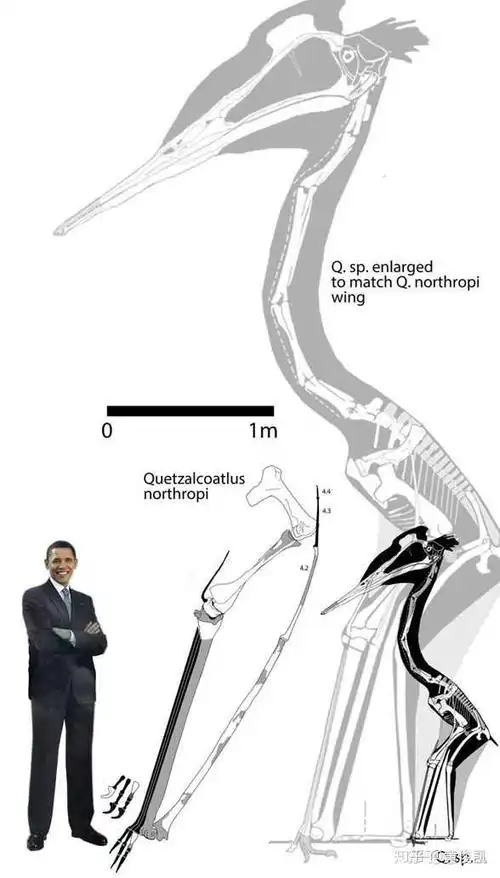 风神翼龙的骨架趴下来,长度绝不会比图片里的短 编辑于 04:45 赞同