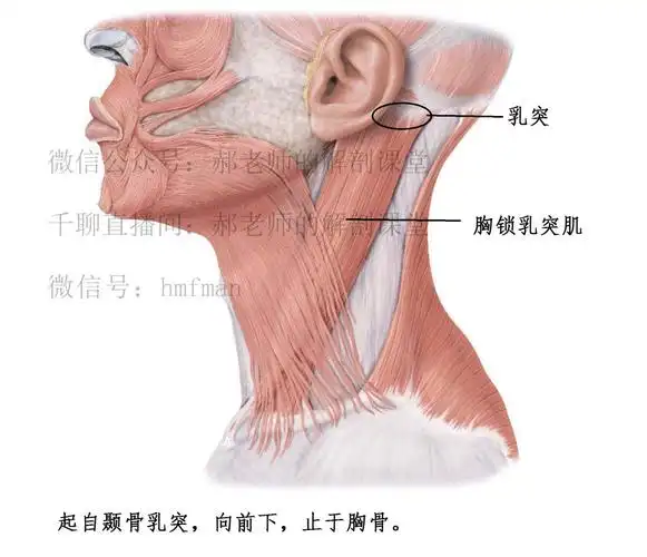 让你的胸锁乳突肌大胆地美起来
