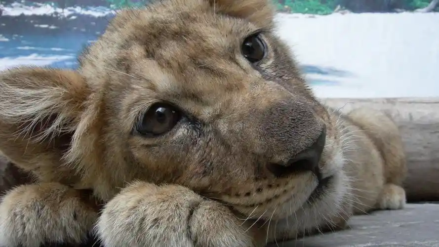 森林里的可爱小狮子高清桌面壁纸