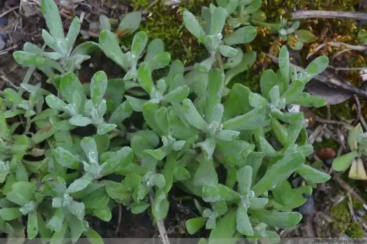 【药用】本品为菊科植物鼠曲草的全草.【性味与归经】甘,平.入肺经.