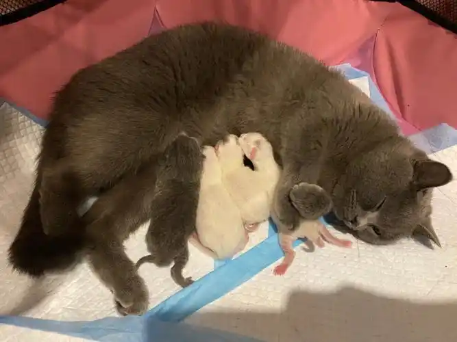 英短蓝猫和英短白猫配种