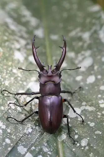 台湾深山锹形虫