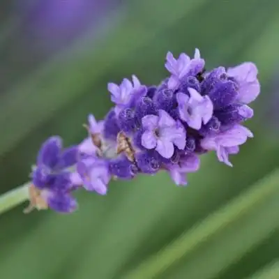 薰衣草头像典雅优美的薰衣草图片