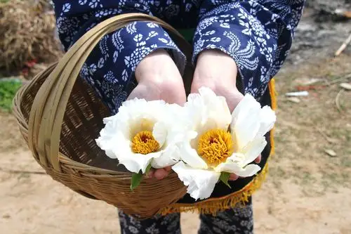 有人了解牡丹花蕊茶吗,有什么功效?