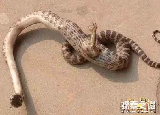 广岛辐射后的蛇怪异恐怖核辐射变异人活的最为悲惨