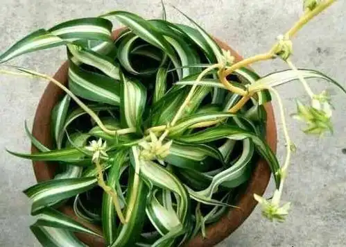 卷叶吊兰是什么品种|附怎么养