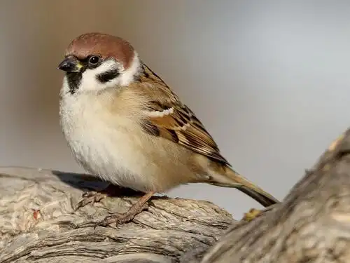 我国麻雀几近灭绝从苏联进口百万救场本土麻雀一蹶不振