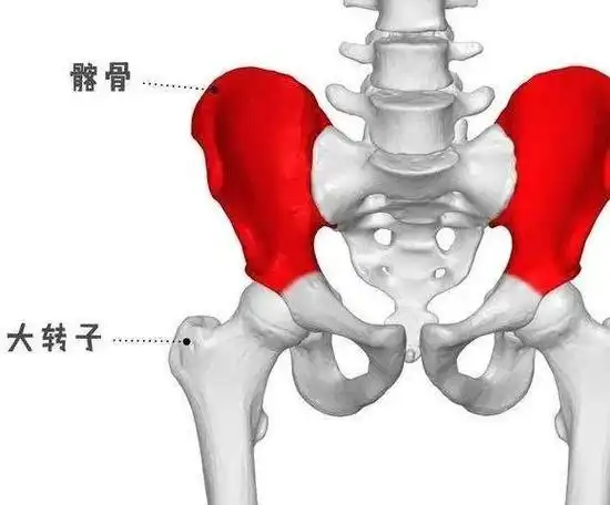 6个动作,纠正假胯宽