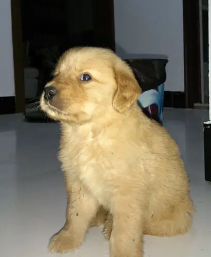 一个多月的金毛,帮忙看看纯不纯!品相怎么样?