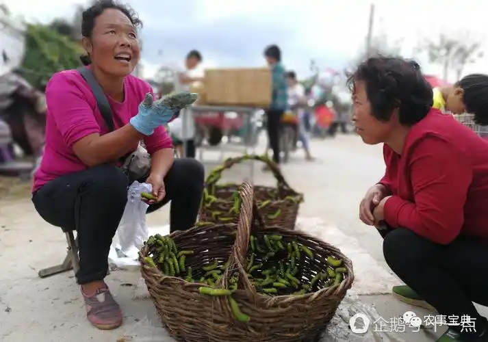 农妇赶集卖山珍日卖8百 很多人不敢看