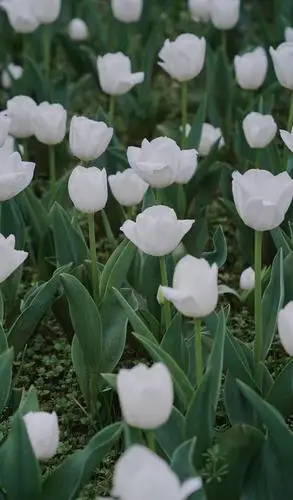 含苞待放的白色郁金香