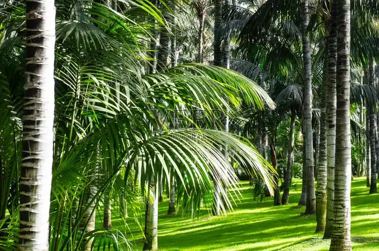 特内里费公园的棕榈树照片摄影图片