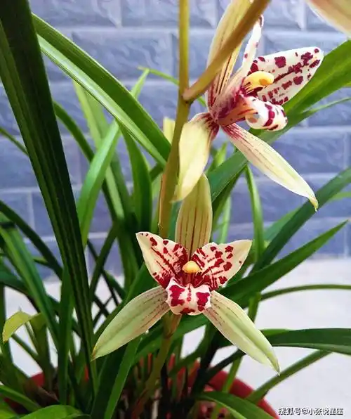 建兰奇花—宝岛仙女,花姿优雅,芳香四溢,养护简单,上盆效果棒_兰花