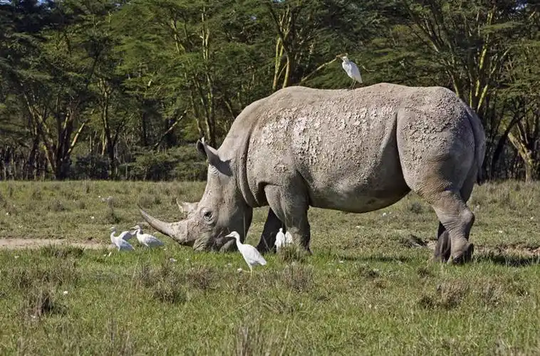 无人,横图,室外,哺乳动物,野生动物,非洲,肯尼亚,鸟类,地形,白色,自然