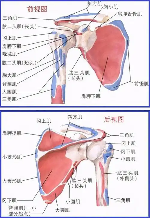 肩袖撕裂的症状