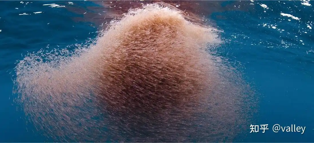 第五十八弹——磷虾群算法&&活塞杆优化问题 - 知乎