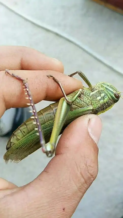 这个是啥,有叫蝗虫的,有叫蚂蚱的,还有叫油子的