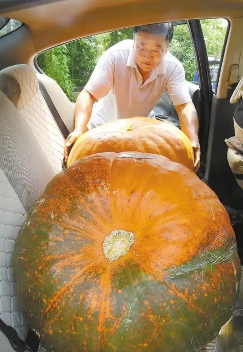 美国巨型南瓜落户宜兴