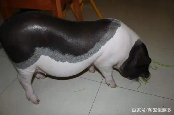 迷你宠物猪长不大?超萌小猪一年后吓坏主人!网友:可以起锅了