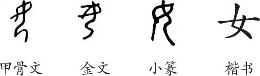《女》字义,《女》字的字形演变,小篆隶书楷书写法《女》