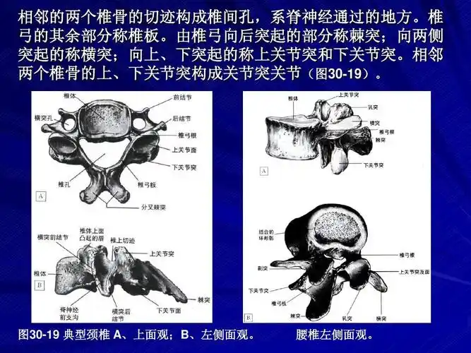 椎 弓的其余部分称椎板.