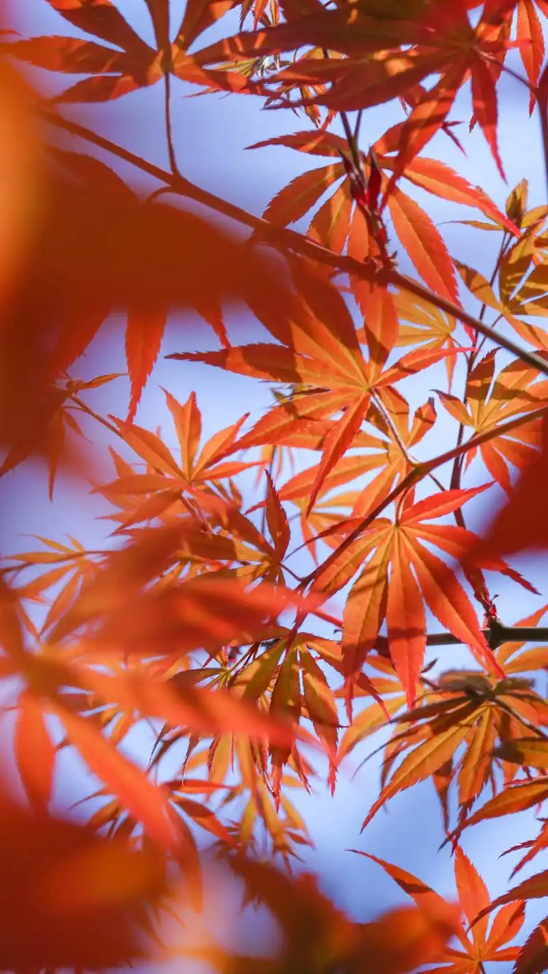 红枫- 阿呆de手作 - 抖音