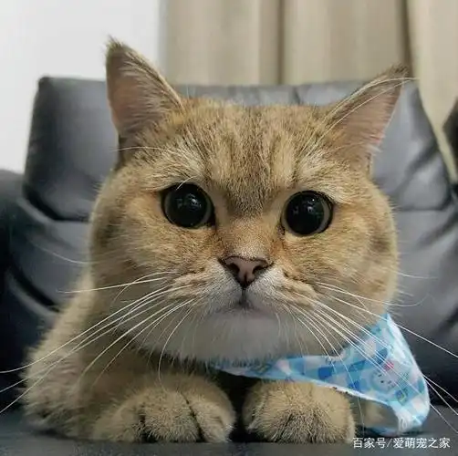 猫咪发腮的正确方法,快来get吧