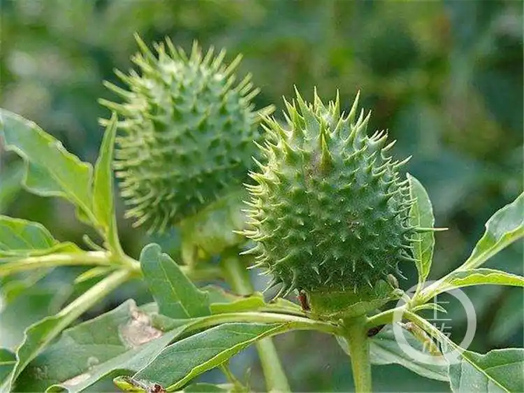 4人喝自制刺梨泡酒手舞足蹈"耍酒疯"?竟是曼陀罗中毒