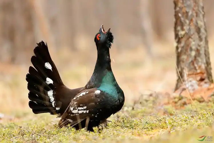 黑嘴松鸡祝贺荣获每日一图